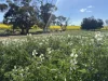 . Dudley Road, Grass Valley, WA 6403-Image