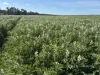 . Dudley Road, Grass Valley, WA 6403-Image