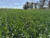 . Dudley Road, Grass Valley, WA 6403-Image
