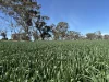 . Dudley Road, Grass Valley, WA 6403-Image