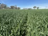 . Dudley Road, Grass Valley, WA 6403-Image