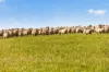 ', Eudunda SA 5374-Image