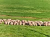 ', Eudunda SA 5374-Image