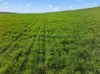 ', Eudunda SA 5374-Image
