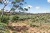 'Ferguson' Philps Road, Minvalara SA 5422-Image