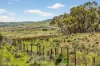 'Ferguson' Philps Road, Minvalara SA 5422-Image