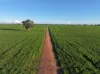 Gilgowrie  470 Berendebba Lane, Quandialla, NSW 2721