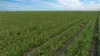 "Glengarry" 1947 Pampas - Horrane Road, Condamine Plains QLD 4352-Image