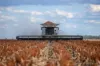 "Glengarry" 1947 Pampas - Horrane Road, Condamine Plains QLD 4352-Image