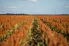 "Glengarry" 1947 Pampas - Horrane Road, Condamine Plains QLD 4352-Image