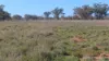 Glenhope Girilambone Road, Girilambone, NSW 2831-Image