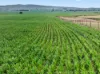'Glen's' Cattle Station Road, Mount Bryan SA 5418-Image