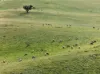 'Glen's' Cattle Station Road, Mount Bryan SA 5418-Image