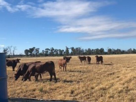 , Goondiwindi QLD 4390-Image