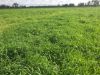 , Goondiwindi QLD 4390-Image