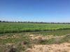 , Goondiwindi QLD 4390-Image