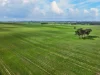 'Henry's' Main 45 Road, Steelton, SA 5413-Image