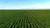 'Illamatta' 946 Barunga East Road, Burnsfield, SA 5520-Image