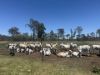 , Innot Hot Springs QLD 4872-Image