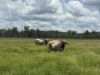 , Innot Hot Springs QLD 4872-Image