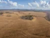 Jimbaroo Downs 5240 Peak Downs Highway, Gemini Mountains, Qld 4721-Image