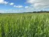 , Kadina SA 5554-Image