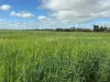 , Kadina SA 5554-Image