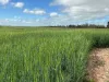 , Kadina SA 5554-Image