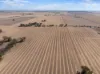 'Leske Farm' Thiele Highway, Freeling SA 5372-Image