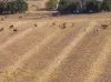 'Leske Farm' Thiele Highway, Freeling SA 5372-Image