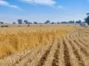 'Leske Farm' Thiele Highway, Freeling SA 5372-Image