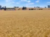 'Leske Farm' Thiele Highway, Freeling SA 5372-Image