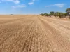 'Leske Farm' Thiele Highway, Freeling SA 5372-Image