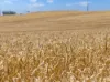 'Leske Farm' Thiele Highway, Freeling SA 5372-Image