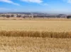 'Leske Farm' Thiele Highway, Freeling SA 5372-Image
