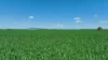 Lignum Aggregation 1822 Howes Hill Road, Spring Ridge, NSW 2343-Image