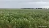 Lot 1 Marchagee Track, Boothendarra, WA 6521-Image