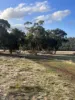 Lot 1 Wariin Road, Copley, WA 6562-Image