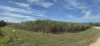 Lot 101 & 3 Lannercost Extension Road, Lannercost, Qld 4850-Image