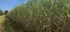 Lot 101 & 3 Lannercost Extension Road, Lannercost, Qld 4850-Image