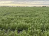 Lot 104 Coxs Road, Tickera, SA 5555-Image