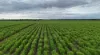 Lot 104 Coxs Road, Tickera, SA 5555-Image