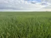 Lot 104 Coxs Road, Tickera, SA 5555-Image