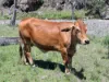 Lot 14 Redgate Silverspur Road, TEXAS NSW 4385-Image