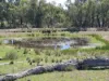 Lot 14 Redgate Silverspur Road, TEXAS NSW 4385-Image