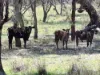 Lot 14 Redgate Silverspur Road, TEXAS QLD 4385-Image