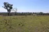 Lot 14 Redgate Silverspur Road, TEXAS QLD 4385-Image