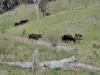 Lot 14 Redgate Silverspur Road, TEXAS QLD 4385-Image