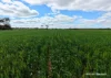 Lot 1495 East Boundary Road, Gabbin, WA 6476-Image