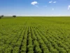 Lot 21 Boundary Road, Curramulka, SA 5580